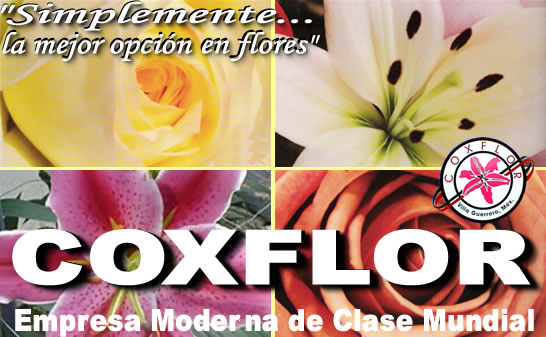 Catálogo Coxflor
